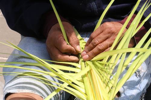 A propósito del Domingo de Ramos, Toluca tiene artesanos de palmas